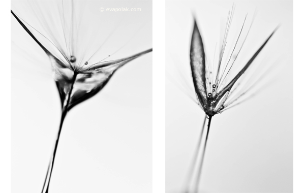 Abstrac image of water and dandelion